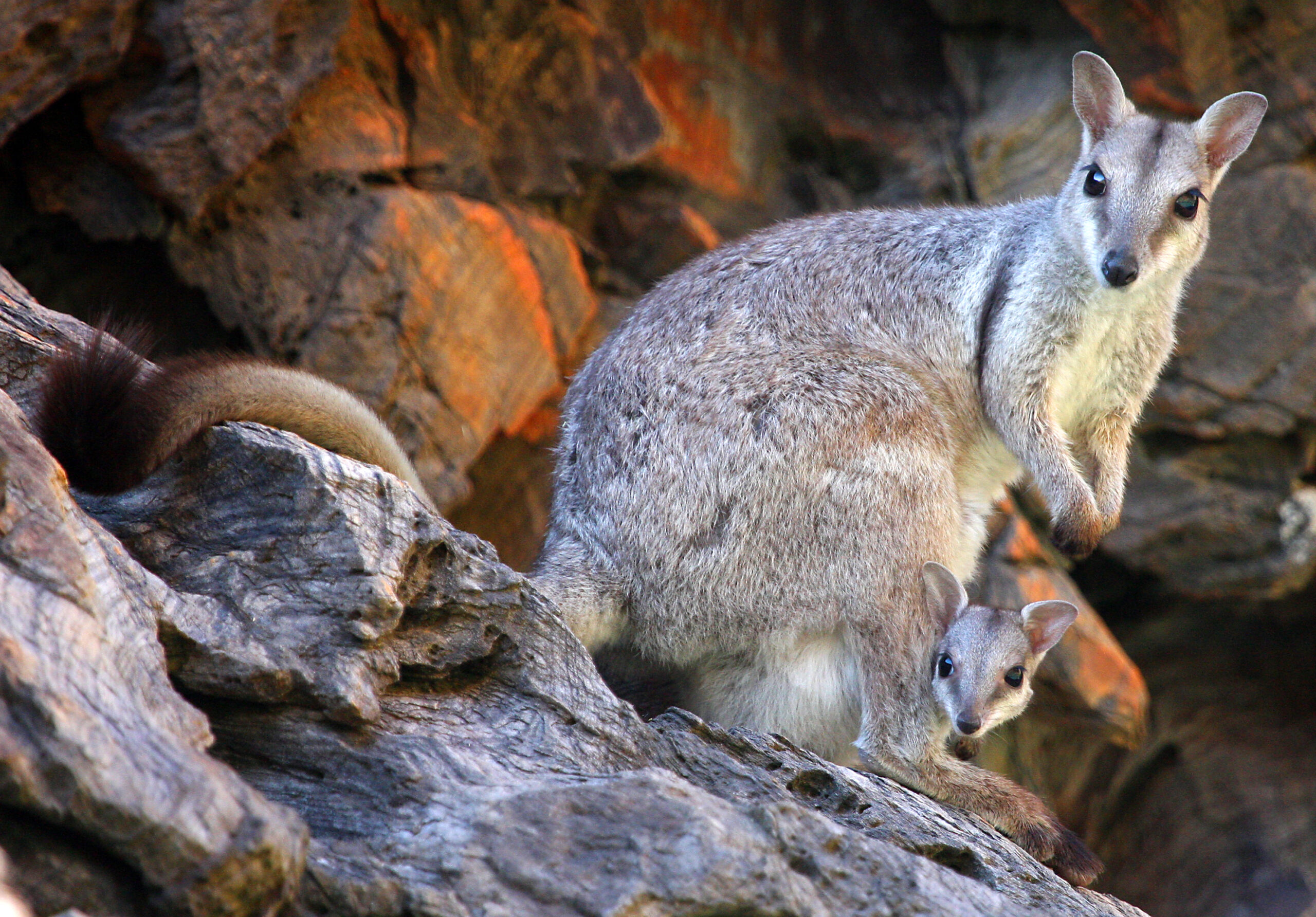 Kangaroos, part of Australia’s wildlife, spotted during expeditions