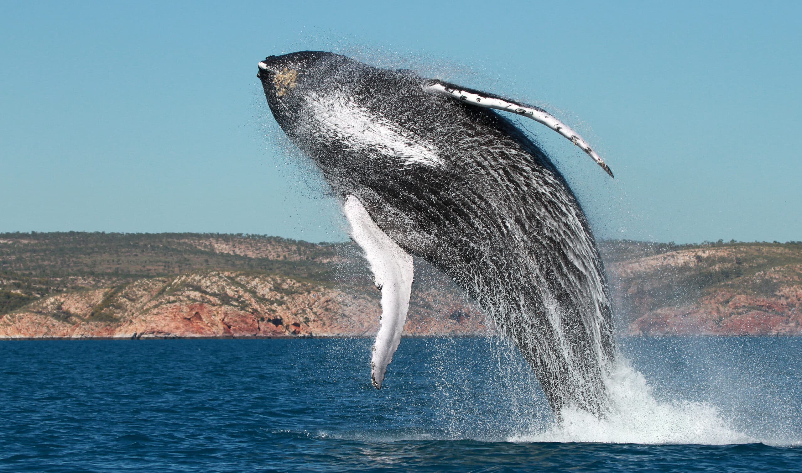 Humpback whales, found in the Kimberley and visited during expeditions to Kimberley by Pearl Expeditions