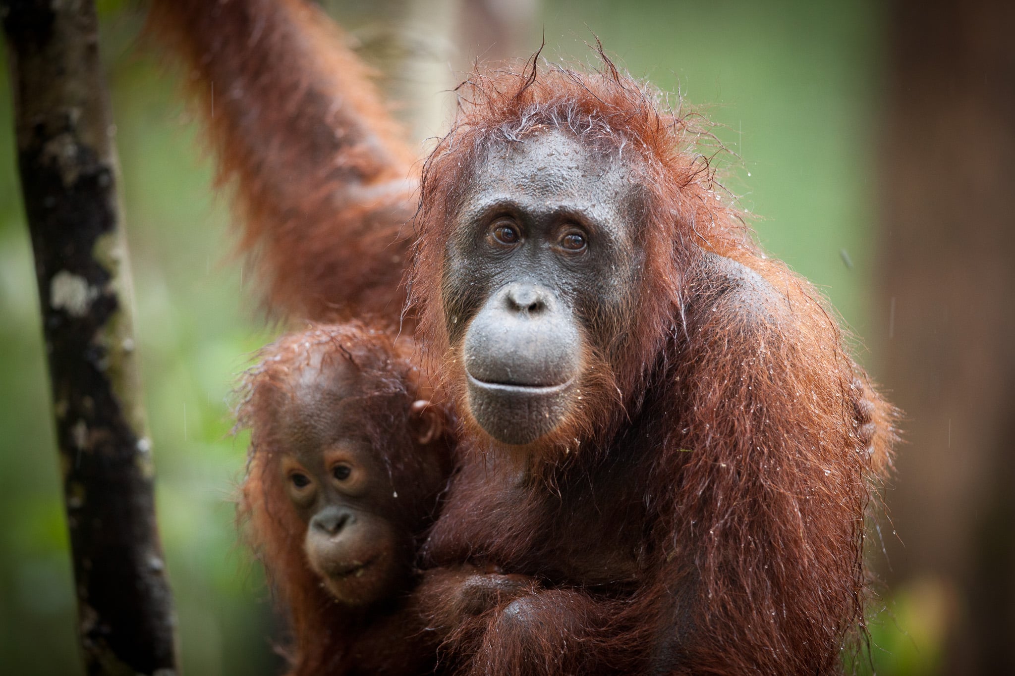 Orangutan, Tanjung Putung National Park