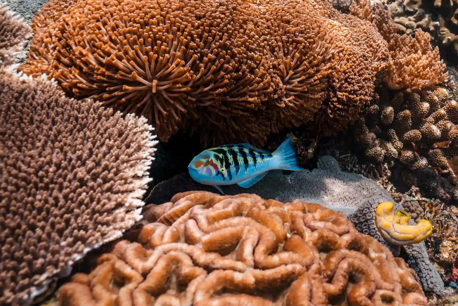 blue-fish-corals