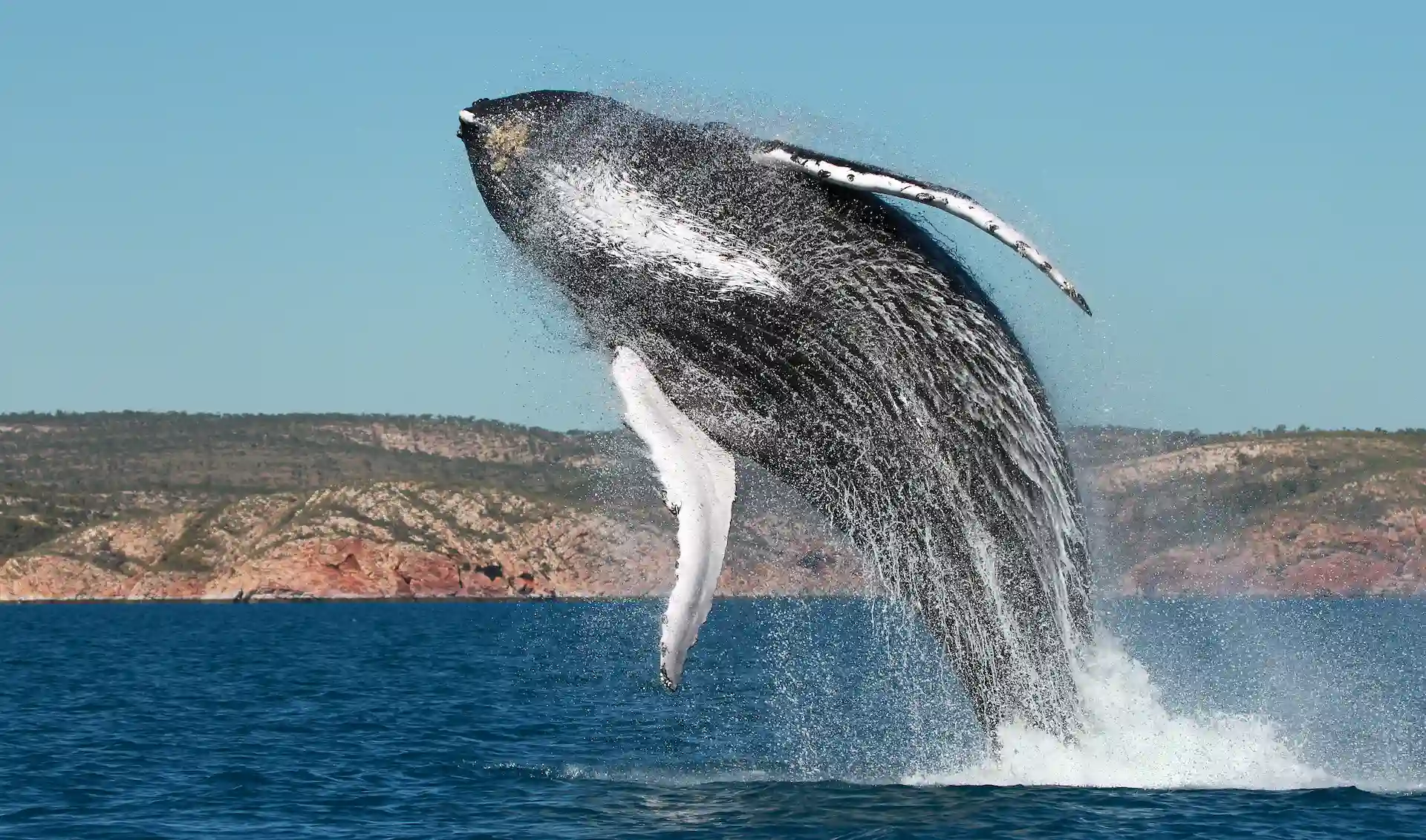 Humpback whales, found in the Kimberley and visited during expeditions to Kimberley by Pearl Expeditions