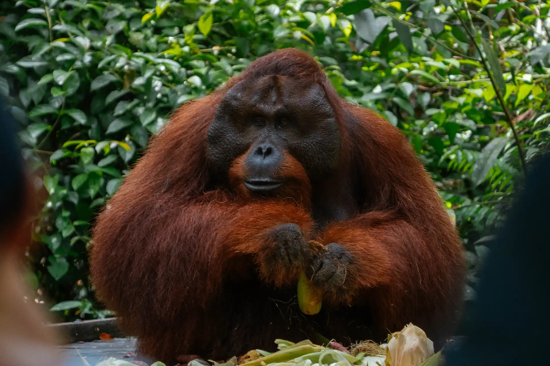 pongo-pygmaeus-1920