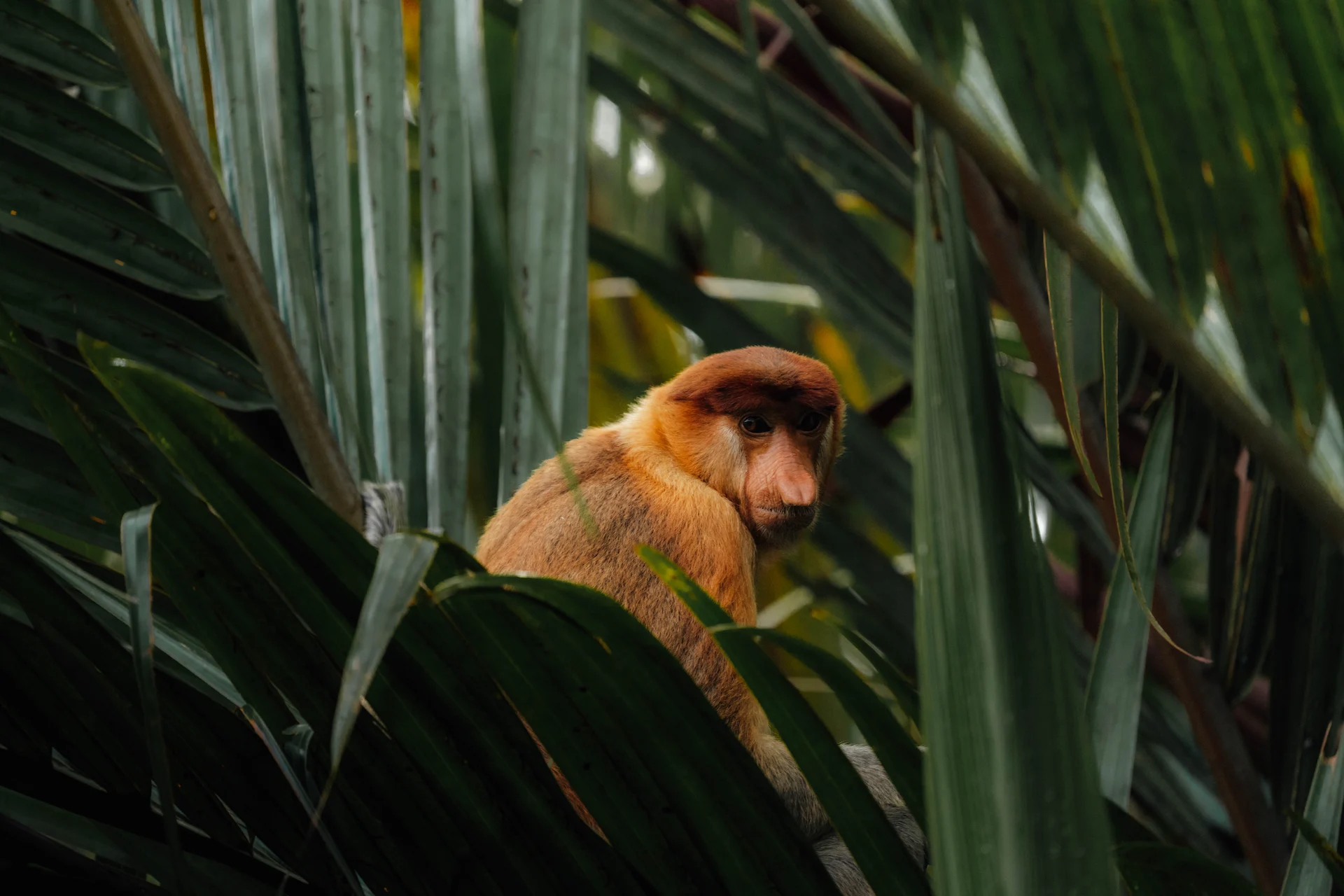 proboscis-monkey-1920