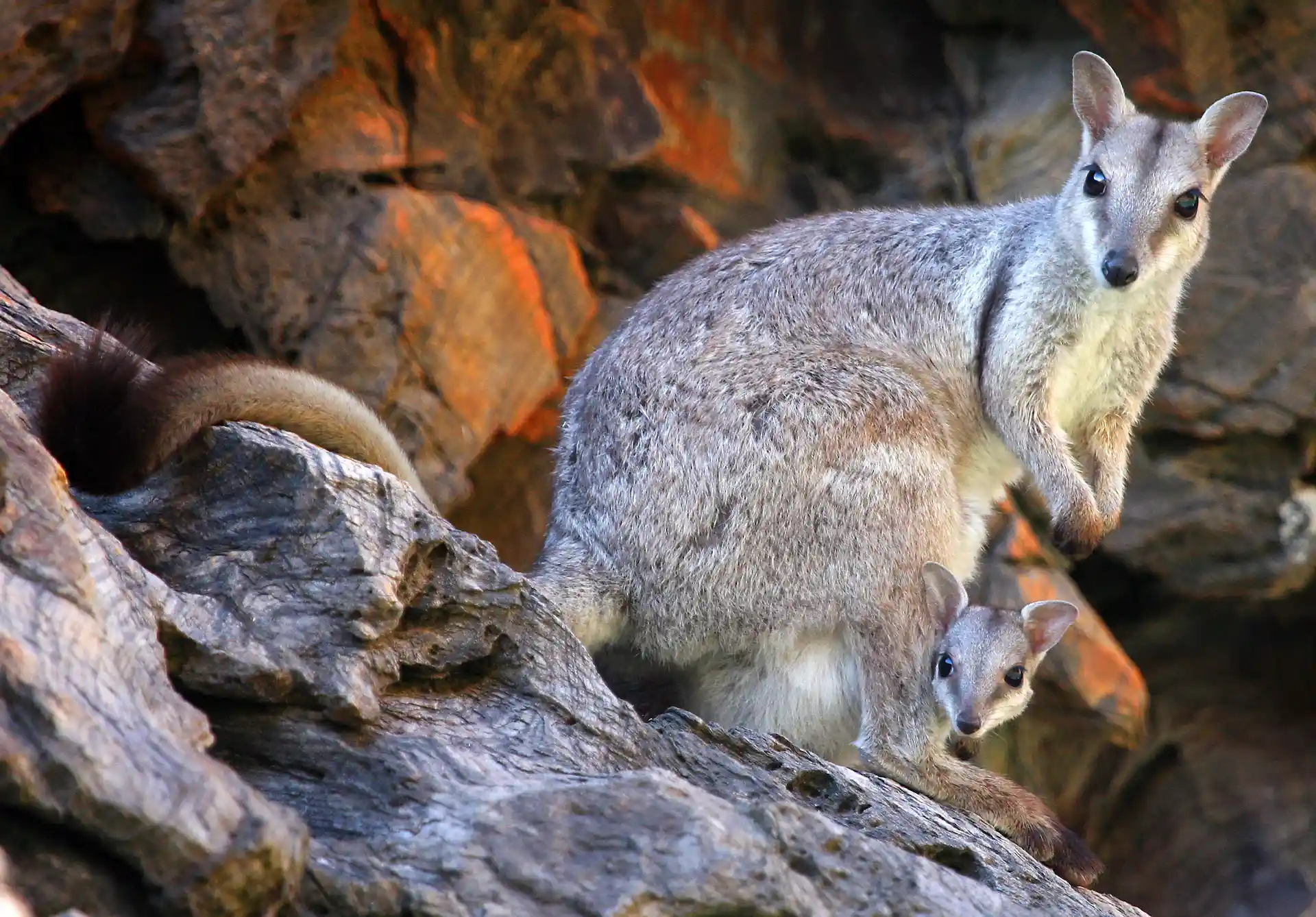Kangaroos, part of Australia’s wildlife, spotted during expeditions