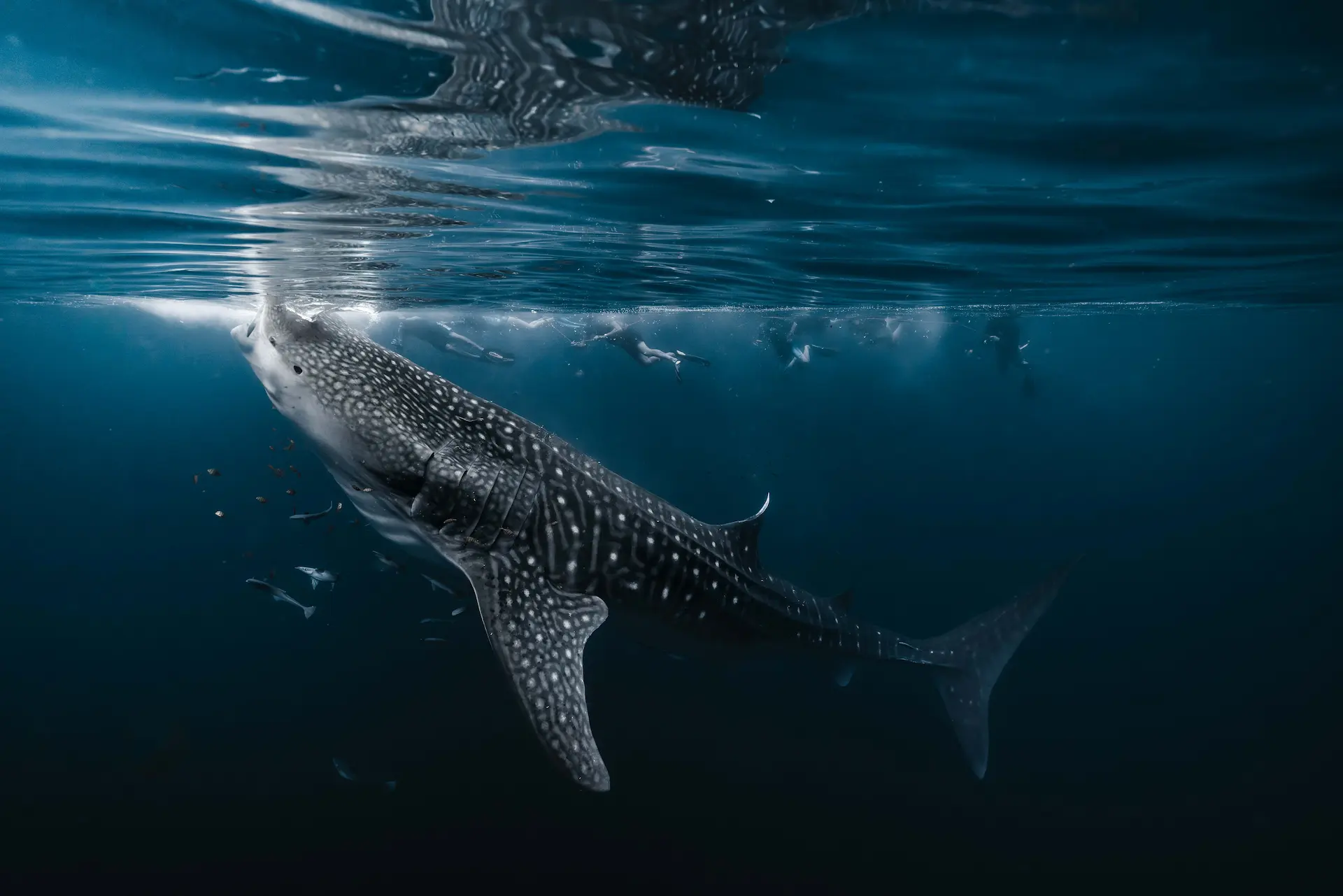 whale-shark-1920